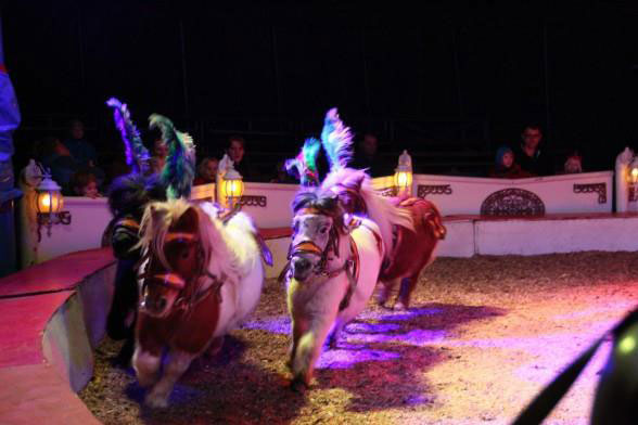 Ponys  Wiesbadener Weihnachtscircus