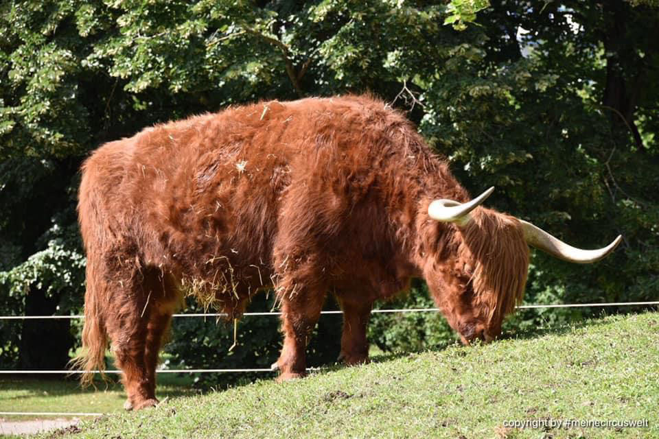 Tiere im Circus - Wiesbadener Weihnachtscircus
