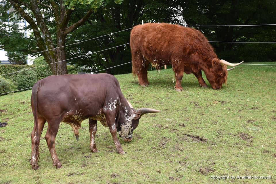Tiere im Circus - Wiesbadener Weihnachtscircus